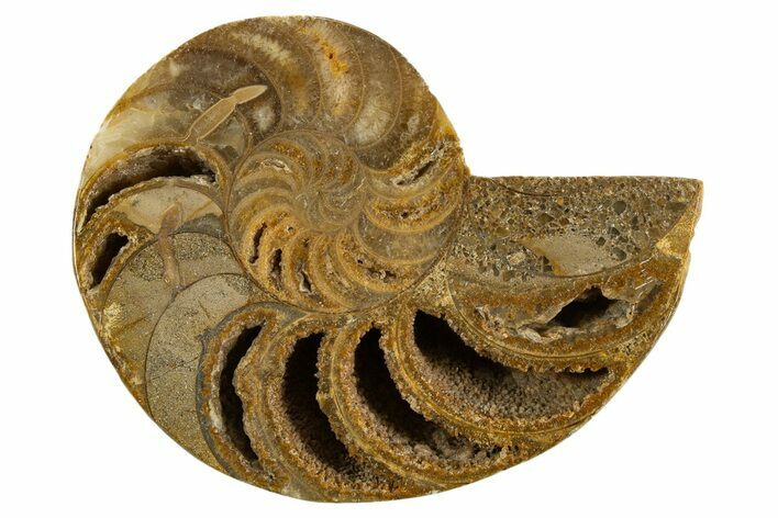 Cut & Polished Jurassic Nautilus Fossil (Half) - Madagascar #339267